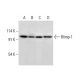 PRDM1/Blimp-1 Antibody (C-7) - Western Blotting - Image 308105 