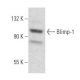 PRDM1/Blimp-1 Antibody (C-7) - Western Blotting - Image 354458