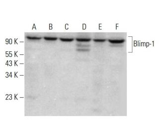 western blotting image from recommended PRDM1/Blimp-1 (6D3) monoclonal antibody replacement. Image 380345