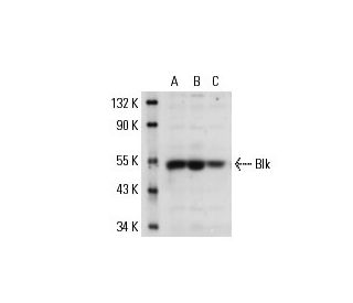 Blk Antibody (9D10B7H6) - Western Blotting - Image 17768