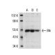 Blk Antibody (9D10B7H6) - Western Blotting - Image 17768