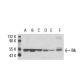 western blotting image from recommended Blk (9D10D1) monoclonal antibody replacement. Image 17549