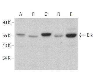 Blk Antibody (F-1) - Western Blotting - Image 359326 