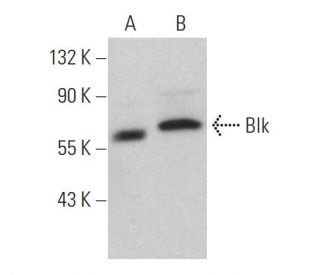 Blk Antibody (G-5) - Western Blotting - Image 359325 