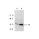 Blk Antibody (G-8) - Western Blotting - Image 299375 