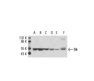 western blotting image from recommended Blk (9D10D1) monoclonal antibody replacement. Image 17549