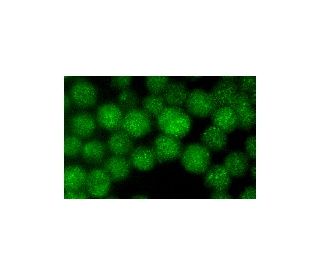 BLM Antibody (BFL103) - Immunofluorescence - Image 1358