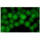 BLM Antibody (BFL103) - Immunofluorescence - Image 1358