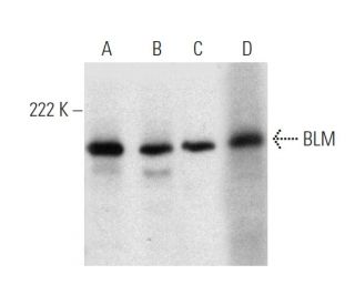 BLM Antibody (C-1) - Western Blotting - Image 372289 