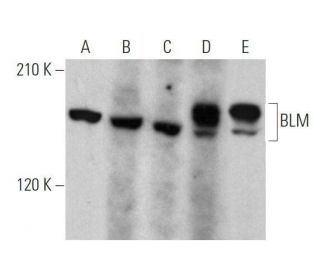 western blotting image from recommended BLM (B-4) monoclonal antibody replacement. Image 356174
