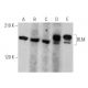 western blotting image from recommended BLM (B-4) monoclonal antibody replacement. Image 356174
