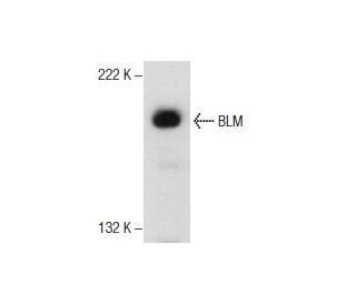 BLM Antibody (F-5) - Western Blotting - Image 157552