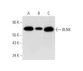 BLNK Antibody (A-11) - Western Blotting - Image 332740 