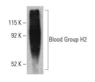 Blood Group H2 Antibody (BRIC231) - Western Blotting - Image 399448 