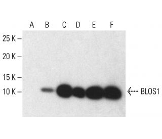 BLOS1 Antibody (E-4) - Western Blotting - Image 401950 