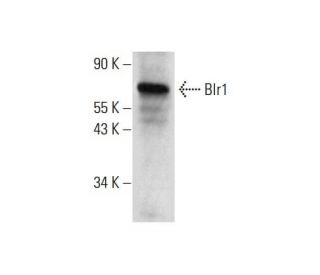 Blr1 Antibody (C-3) - Western Blotting - Image 299276 