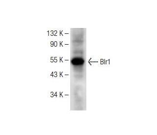 Blr1 Antibody (C-3) - Western Blotting - Image 147811The Double Nickase Plasmid features a U6 promoter for sgRNA expression, a 20 nt targeting sequence, and a gRNA scaffold to guide Cas9n. It includes a CBh promoter for Cas9n (D10A) and puromycin resistance, GFP for transfection verification, and nuclear localization signals (NLS). The 2A peptide allows co-expression of Cas9n and Puro from a single promoter, enabling precise genome editing with reduced off-target effects.