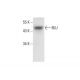 BLU Antibody (G-10) - Western Blotting - Image 303897