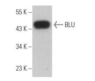 BLU Antibody (G-10) - Western Blotting - Image 369768 