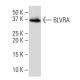 BLVRA Antibody (2E4) - Western Blotting - Image 33884