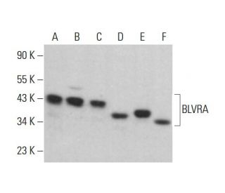 BLVRA Antibody (F-1) - Western Blotting - Image 382658 