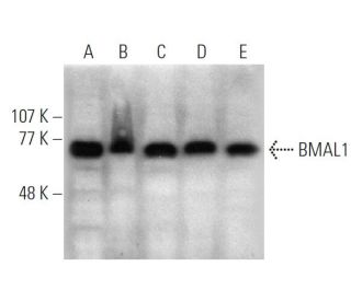 BMAL1 Antibody (B-1) - Western Blotting - Image 364986 