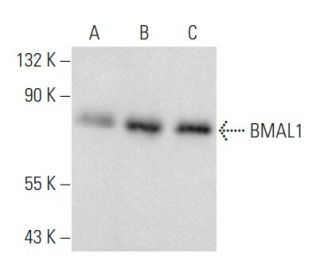 western blotting image from recommended BMAL1 (B-1) monoclonal antibody replacement. Image 354921
