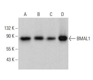 BMAL1 Antibody (A-6) - Western Blotting - Image 378785