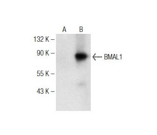 BMAL1 (A-6): sc-373955. Western blot analysis of BMAL1 expression in... 