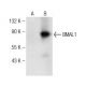 BMAL1 (A-6): sc-373955. Western blot analysis of BMAL1 expression in... 