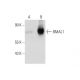BMAL1 (B-1): sc-365645. Western blot analysis of BMAL1 expression in... 