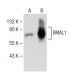 BMAL1 (B-1): sc-365645. Western blot analysis of BMAL1 expression in...