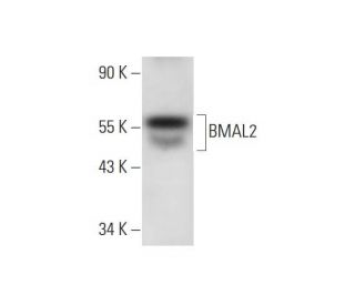 BMAL2 Antibody (C-11) - Western Blotting - Image 294573 
