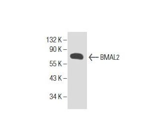 BMAL2 Antibody (C-7) - Western Blotting - Image 155048 