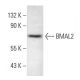 BMAL2 Antibody (C-7) - Western Blotting - Image 294574