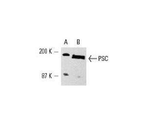 Bmi-1 Antibody (1F4) - Western Blotting - Image 6712