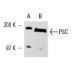 Bmi-1 Antibody (1F4) - Western Blotting - Image 6712