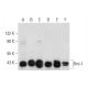 western blotting image from recommended Bmi-1 (F-9) monoclonal antibody replacement. Image 308647