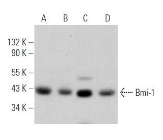 Bmi-1 Antibody (F-9) - Western Blotting - Image 361571Each CRISPR/Cas9 Knockout (KO) Plasmid product consists of a pool of 3 plasmids designed to ensure identification and cleavage of a specific gene for maximum knockout efficiency. Each plasmid encodes a unique 20 nt sequence derived from the GeCKO (v2) library.