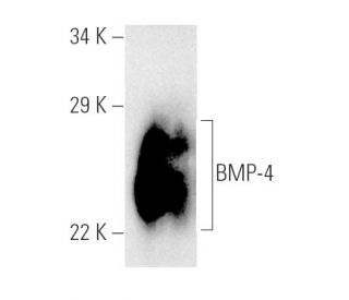western blotting image from recommended BMP-4 (3H2.3) monoclonal antibody replacement. Image 2498