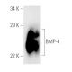western blotting image from recommended BMP-4 (3H2.3) monoclonal antibody replacement. Image 2498