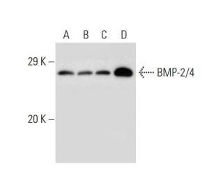 western blotting image from recommended BMP-2/4 (H-1) monoclonal antibody replacement. Image 138291