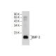 BMP-3 Antibody (C-9) - Western Blotting - Image 285403