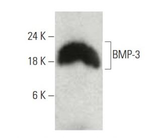 BMP-3 Antibody (C-9) - Western Blotting - Image 397541 