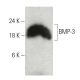 BMP-3 Antibody (C-9) - Western Blotting - Image 397541 