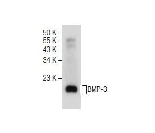 BMP-3 Antibody (C-9) - Western Blotting - Image 285403SAM Transcription Activation: SAM system utilizing dCas9-VP64, MS2-P65-HSF1, and sgRNA for precise gene transcription activation.