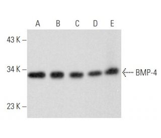 BMP-4 Antibody (9H4) - Western Blotting - Image 354922 