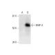 BMP-4 Antibody (D-6) - Western Blotting - Image 294592