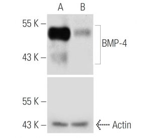 BMP-4 shRNA Plasmid (h): sc-39744-SH. Western blot analysis of mouse... 