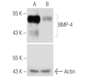 BMP-4 shRNA Plasmid (h): sc-39744-SH. Western blot analysis of mouse BMP-4 expression in BMP-4 transfected (A) and BMP-4/B 